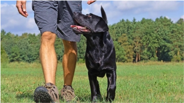 Adiestramiento Positivo