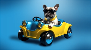 Transporte y Citas Vet